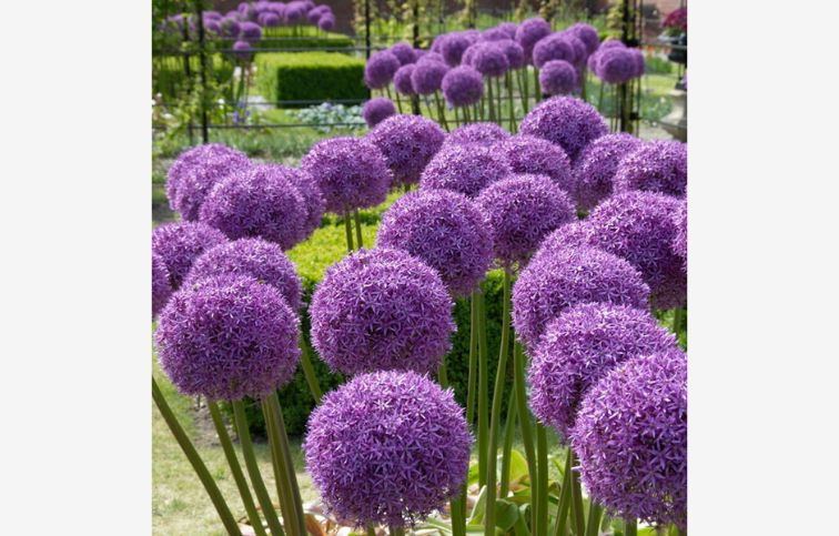 Okrasný cesnak Globemaster 1 ks v balení