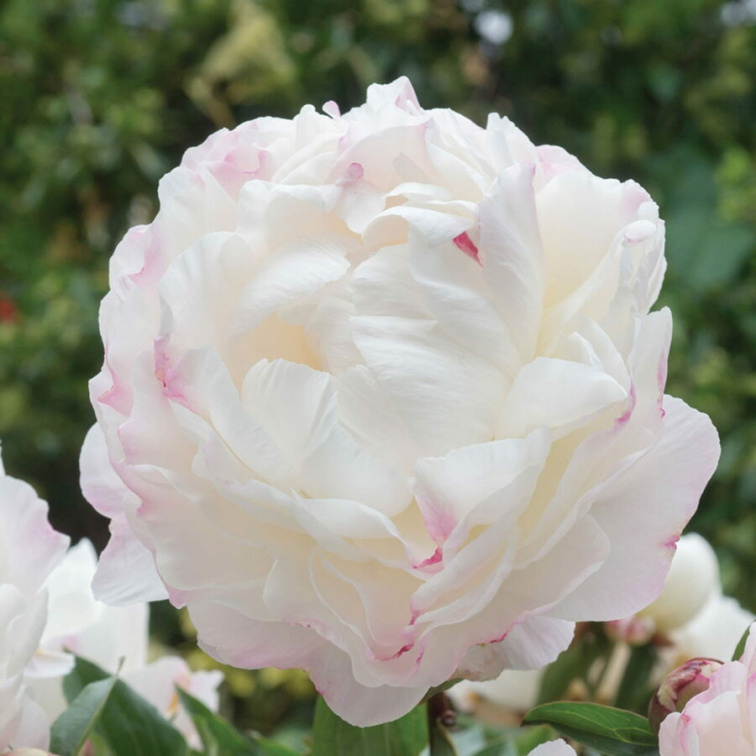 Pivonka bylinná Gardenia, kont. 11 cm