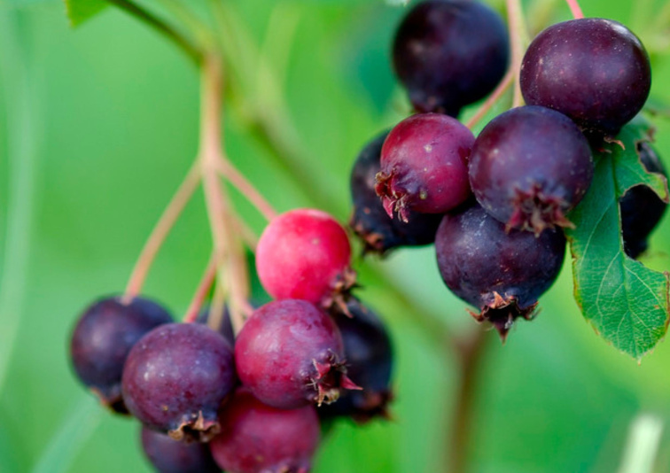 Muchovník jelšolistý Saskatoon Berry, výška 20-40 cm, kvetináč 21 cm