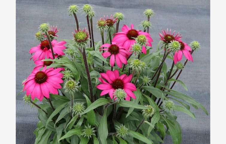 Echinacea purpurová Prima Berry, kont. 1 l