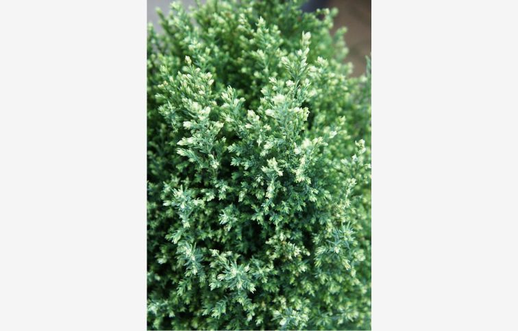 Cypruštek lawsonov Snow White cca 20 cm, kont. p9