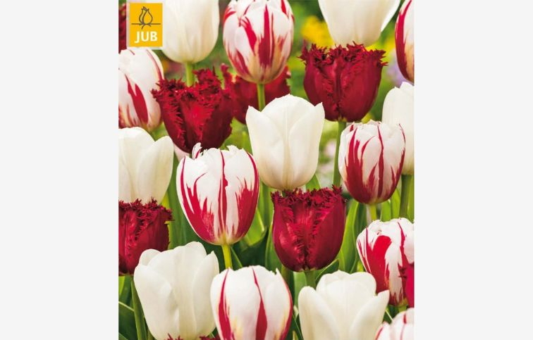 Tulipán Dutch Design MIX 15 ks v balení