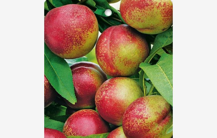 Mini nektárinka Nektina, podp. Rakonievická, 50-60 cm kont. 4 l