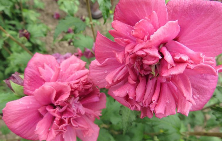 Ibištek sýrsky French Cabaret Red 30-50 cm, kont. 2-3 l