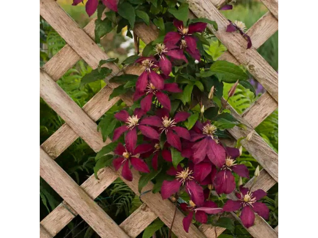 Plamienok Jackmanov Niobe, výška 50-60cm, kvetináč 15 cm