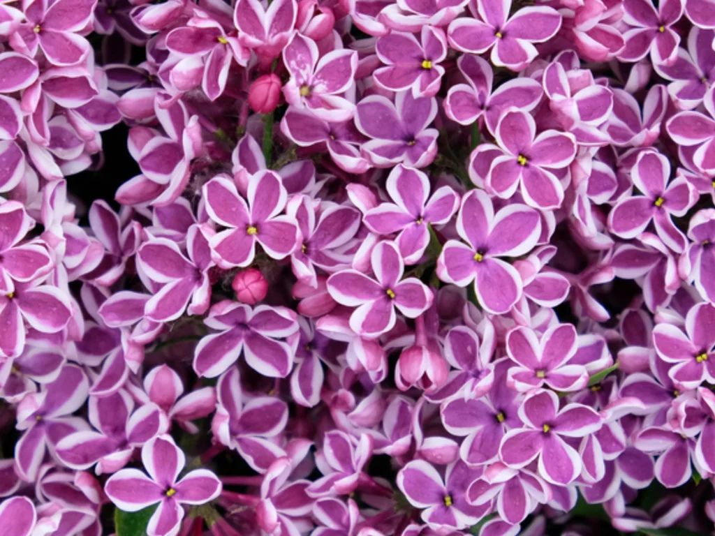 Orgován obyčajný Sensation, výška 20-30 cm, kvetináč 2 l