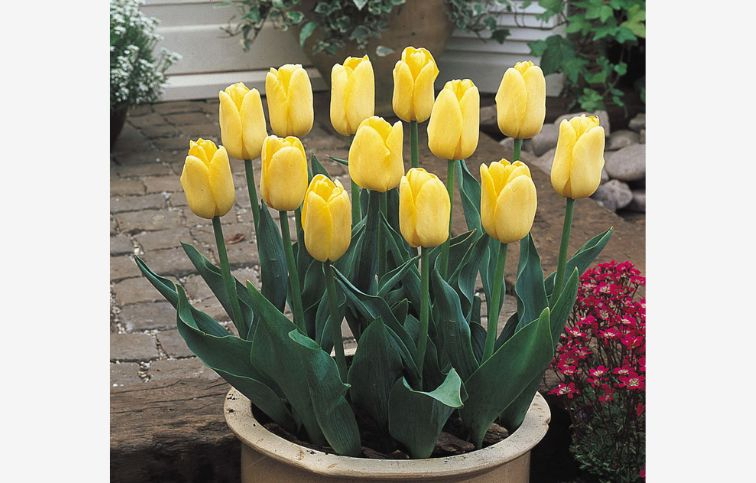 Tulipán Triumph Yellow 5 ks v balení