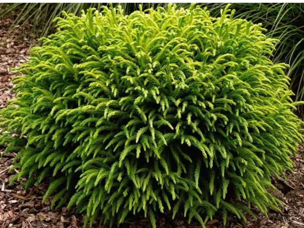 Kryptoméria japonská Globosa Nana, výška 50-60 cm, kvetináč 30 l