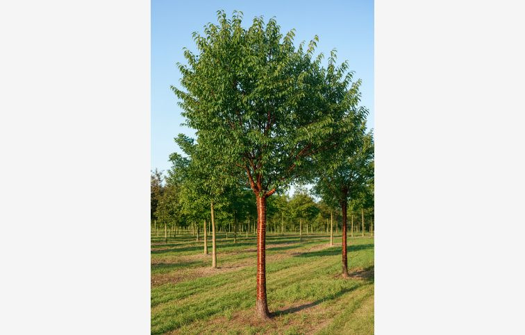 Čerešňa tibetská Branklyn 160-180 cm, kont. 2 l