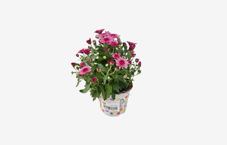 Chryzantéma Garden Mum Pink Bicolor, kont. p12
