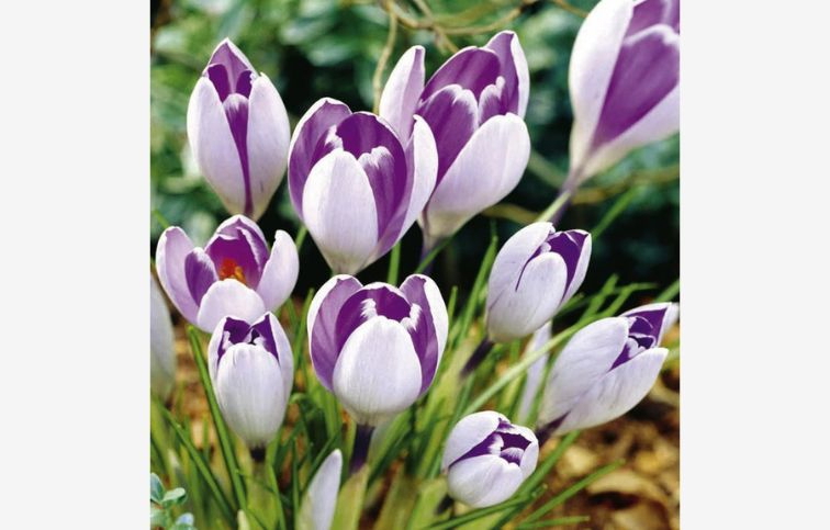 Krokus Vanguard 10 ks v balení