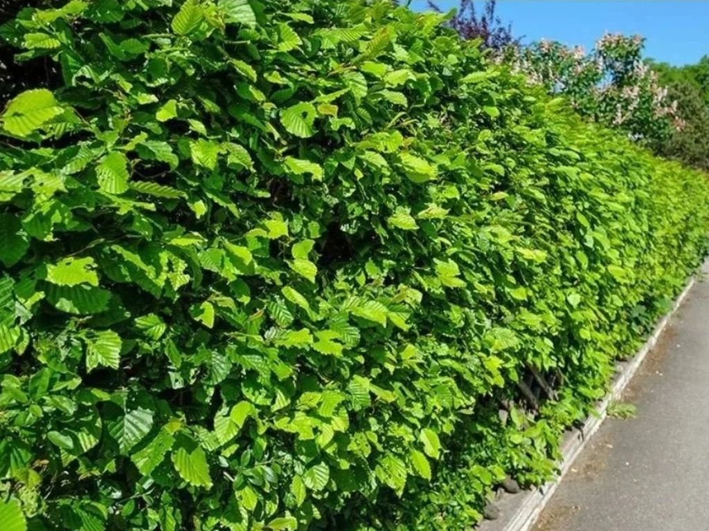 Buk lesný, výška 40-80 cm, voľnokorenný