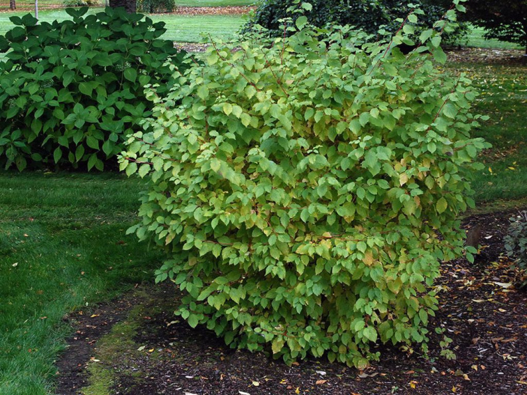 Drieň krvavý Midwinter Fire, výška 30-40 cm, kvetináč 14 cm