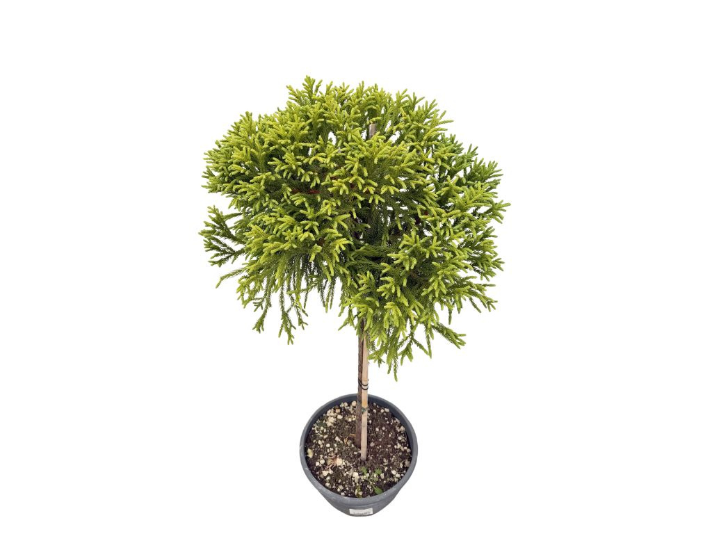 Kryptoméria japonská Globosa Nana na 40-50 cm kmienku, výška 80-100 cm, kvetináč 30 l