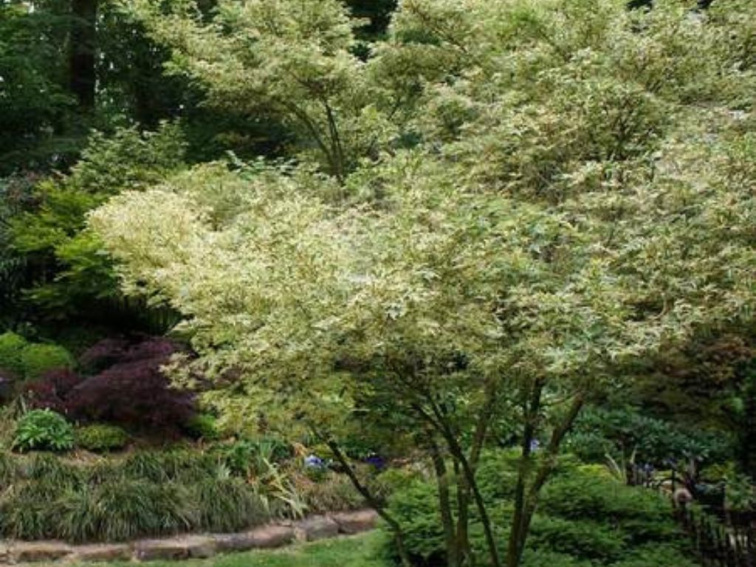 Javor dlaňovitolistý Butterfly 20-40 cm, kont. 10 cm