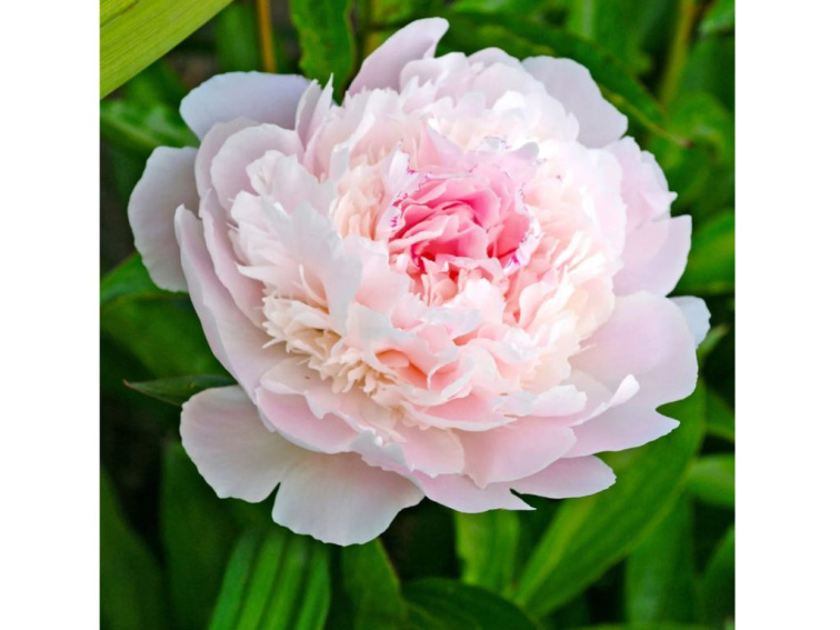 Pivonka bylinná Peche, kont. 11 cm