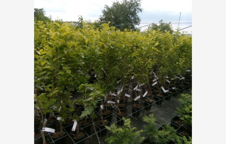 Hurmikaki Tipo 130-160 cm, kont. 6 l