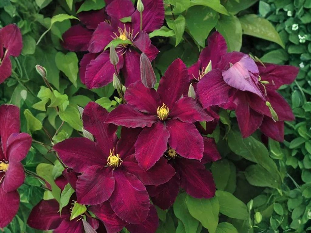 Plamienok Jackmanov Niobe, výška 50-60cm, kvetináč 15 cm