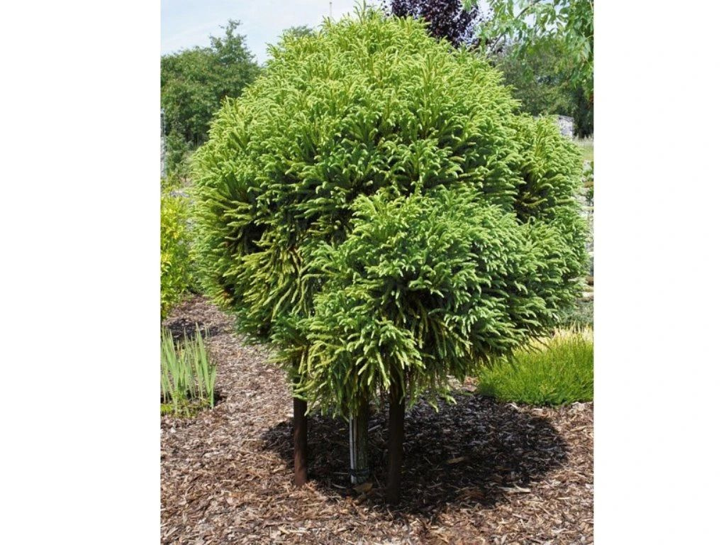 Kryptoméria japonská Globosa Nana na 40-50 cm kmienku, výška 80-100 cm, kvetináč 30 l