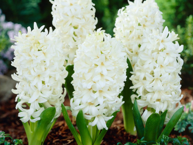 Hyacint White Pearl, kont. 7 cm