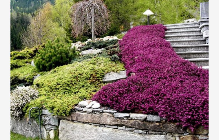 Vresovec darleyensis Kramers Rote, kont. p15