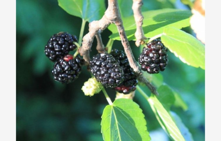 Moruša čierna Mulle 50-70cm, kont. 2 l