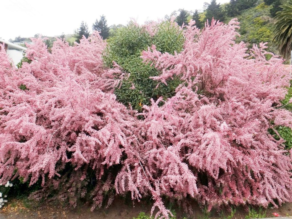 Tamariška kaspická Rubra, výška 180-200, kvetináč 10 l