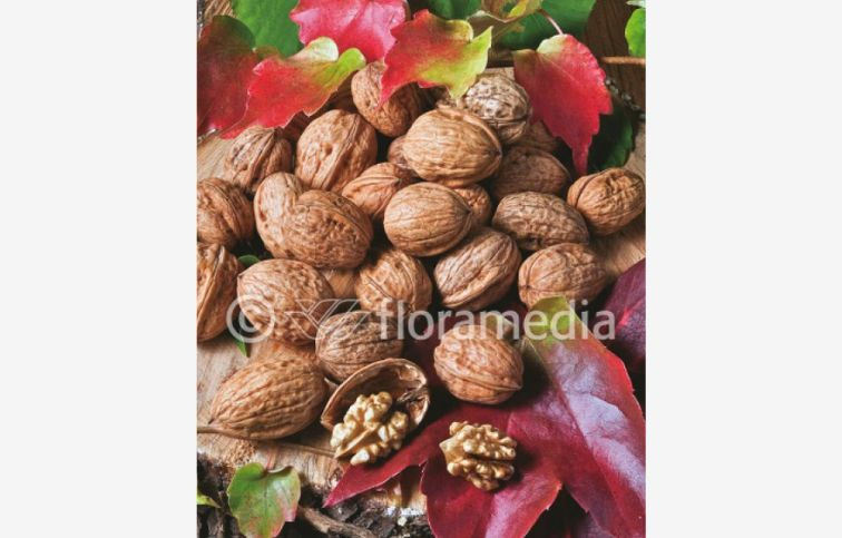 Orech kráľovský Lake, semenáč, 90-110 cm, kont. 6 l