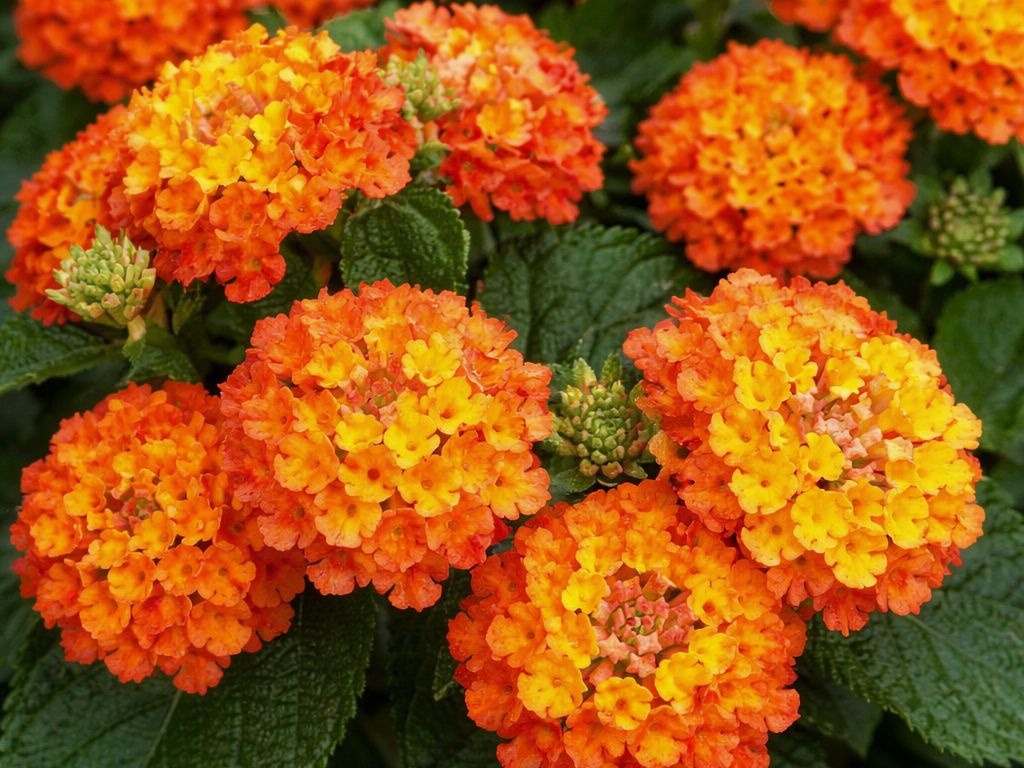 Lantana camara Havana Orange, kvetináč 12 cm