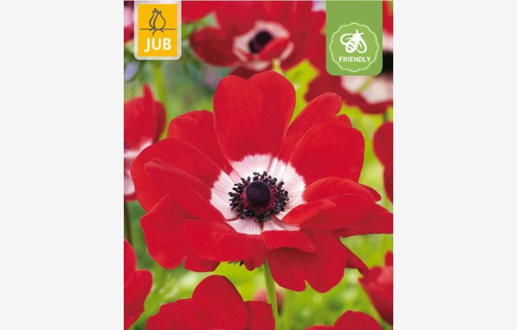 Veternica Coronaria Hollandia 15 ks v balení