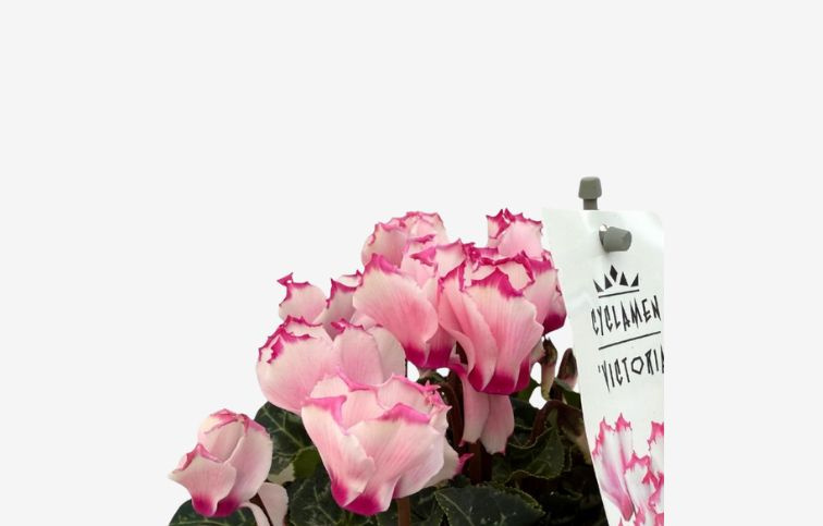 Cyklamén Metis Victoria Pink Bicolor, kont. p10,5