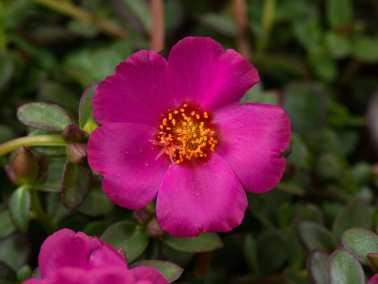 Portulaka Mega Pazzaz Purple
