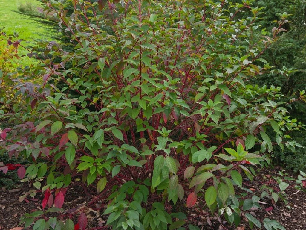 Drieň biely Sibirica, výška 40-60 cm, kvetináč 3 l