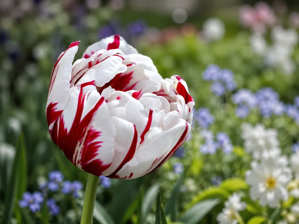 Tulipán Carnaval de Nice 5 ks v balení