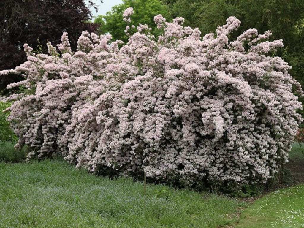 Kolkvícia ľúbezná Pink Cloud, výška 20-30 cm, kvetináč 2 l
