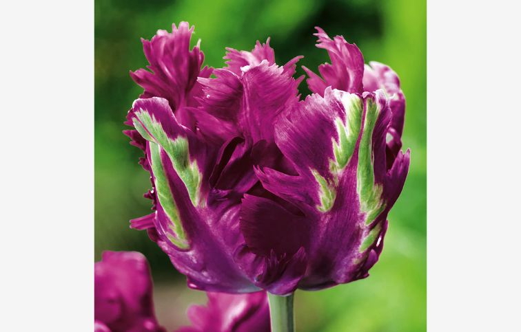 Tulipán Parrot Negrita 7 ks v balení