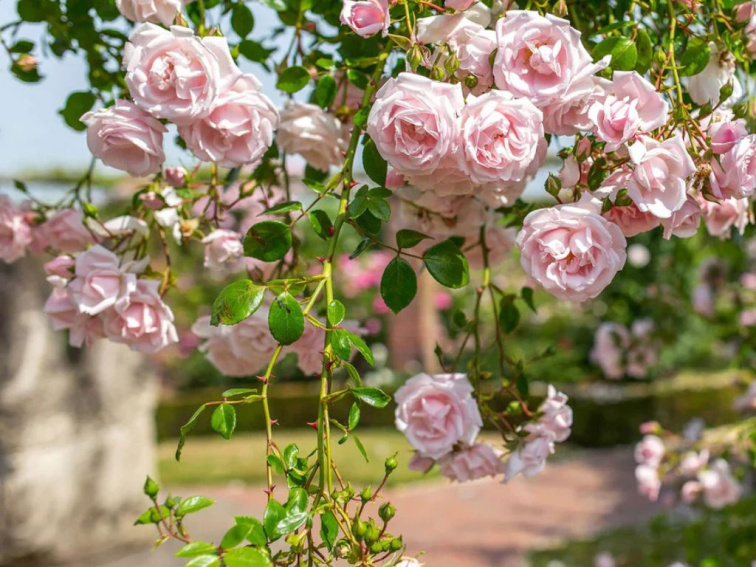 Ruža popínavá New Dawn, výška 50-60 cm, kvetináč 1,5 l