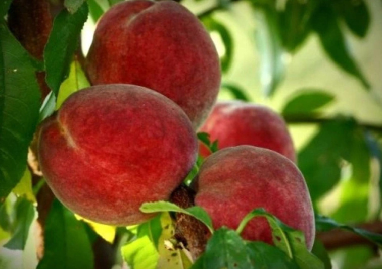 Broskyňa Reliance, podpník Rakonieviczká, voľnok.