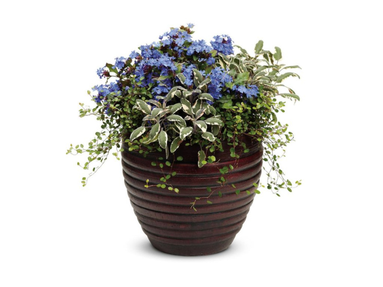 Muhlenbeckia Small Leaf