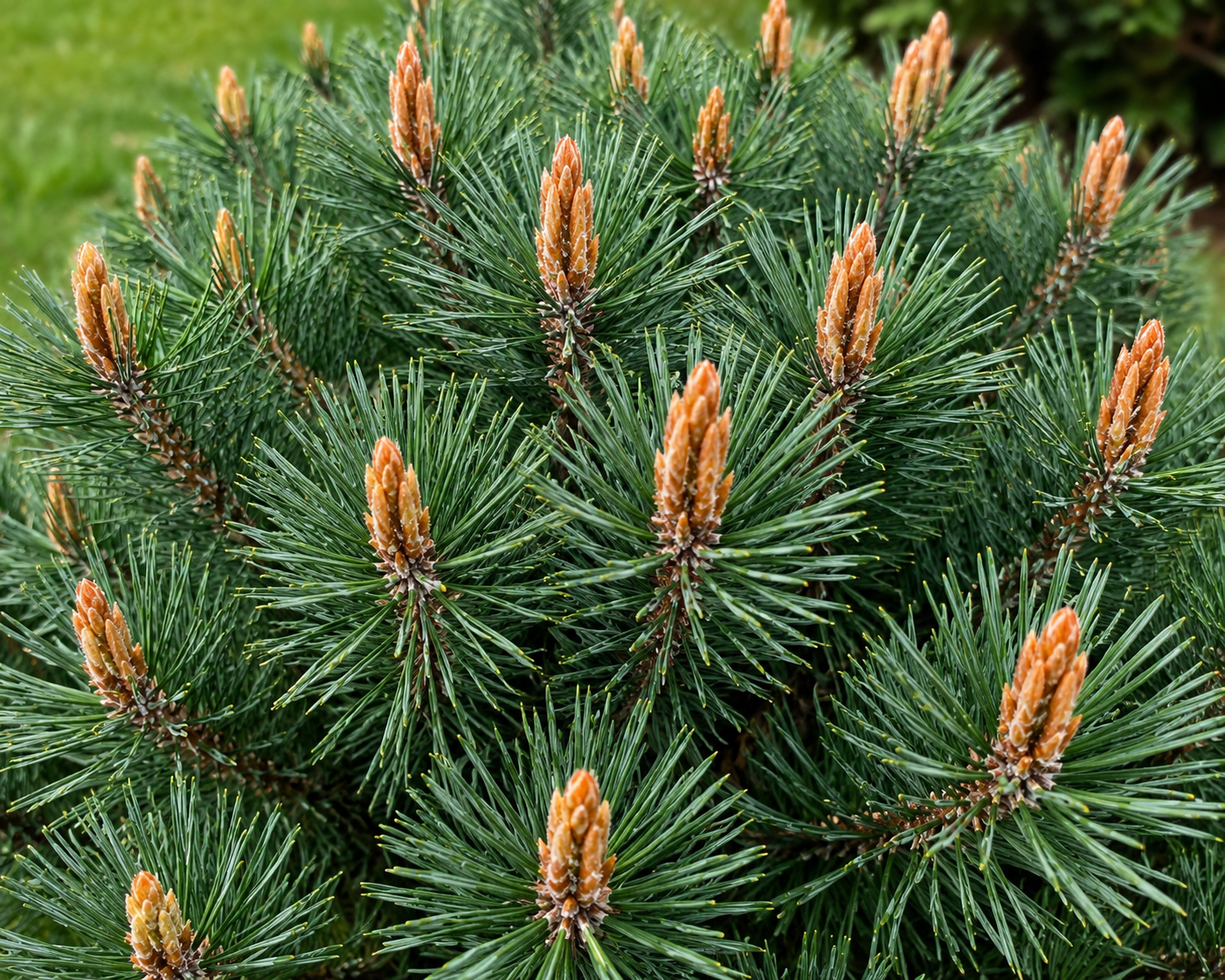 Borovica lesná Beuvronensis, výška 60-80 cm, kvetináč 9 l