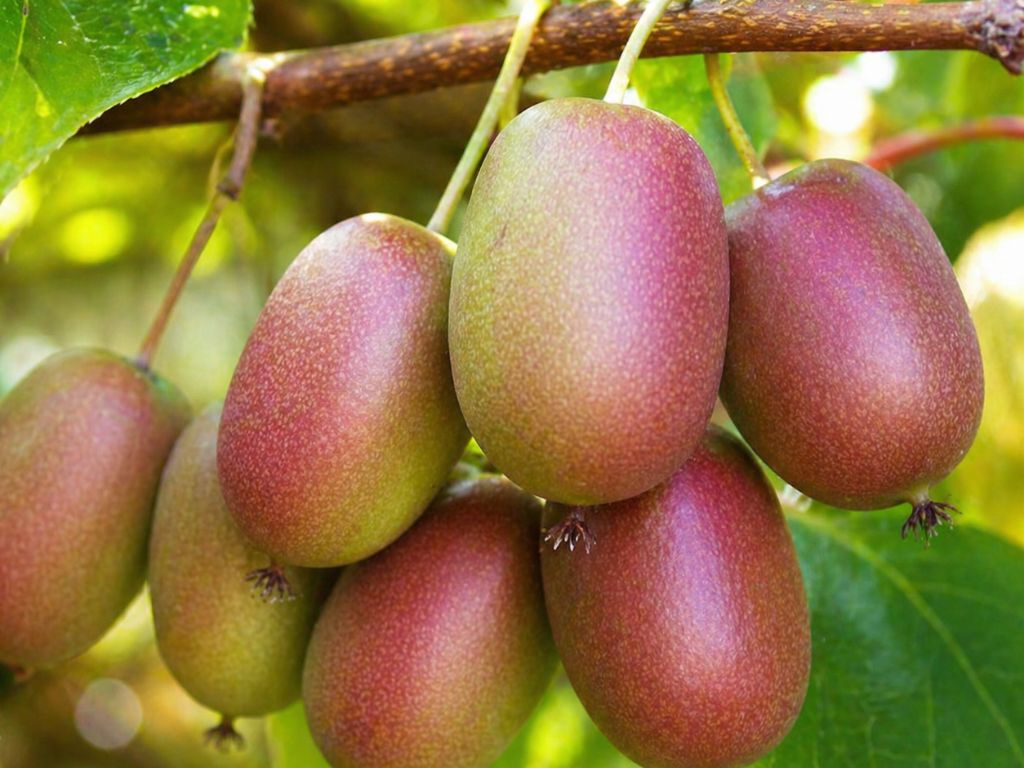 Mini kiwi Ananasnaya, výška 20-40 cm, kvetináč 9 cm