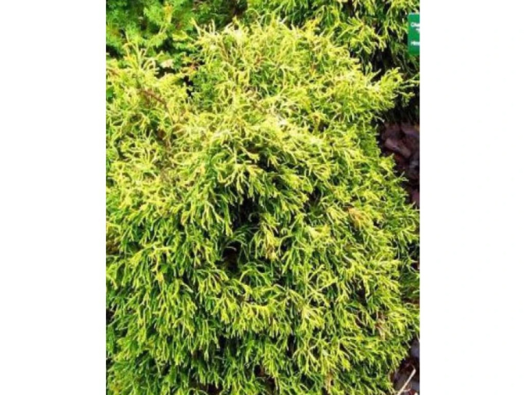 Cypruštek obtusa Tsatsumi Gold, výška 10-20 cm, kvetináč 2 l