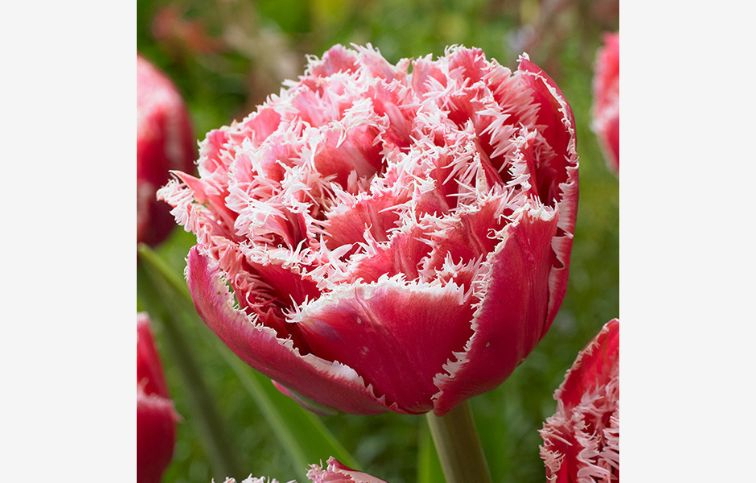 Tulipán Brest 5 ks v balení