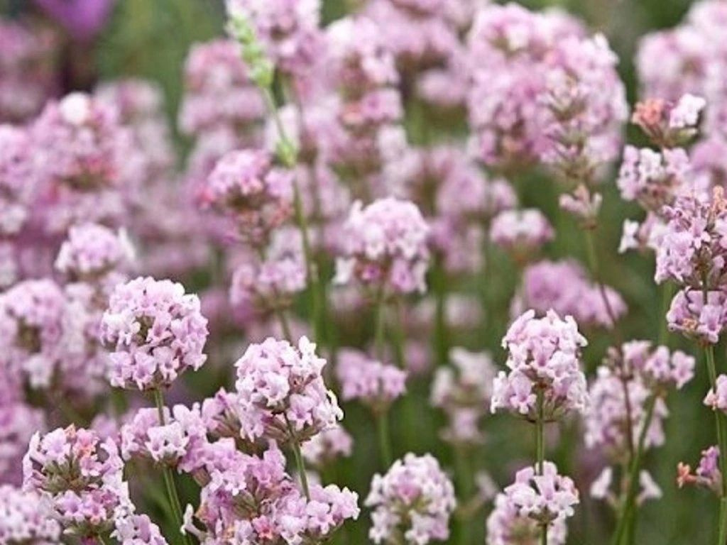 Levanduľa úzkolistá Rosea, kvetináč 12 cm