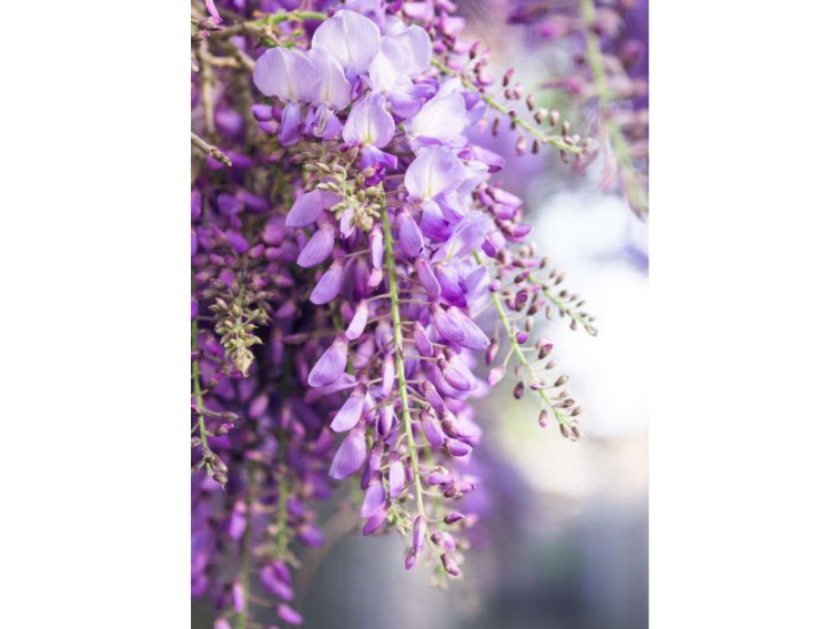 Vistéria kvetnatá Naga Noda, výška 50-70 cm, kvetináč 15 cm