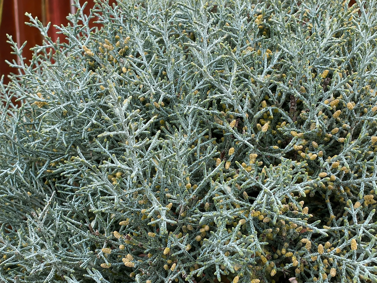 Cyprus arizónsky Fastigiata, výška 100-120 cm, kvetináč 9 l