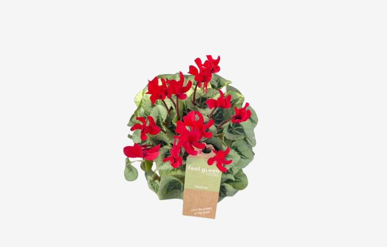 Cyklamén SS Picasso Red, kont. p11