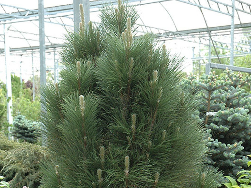 Borovica čierna Green Tower, výška 60-80 cm, kvetináč 12 l