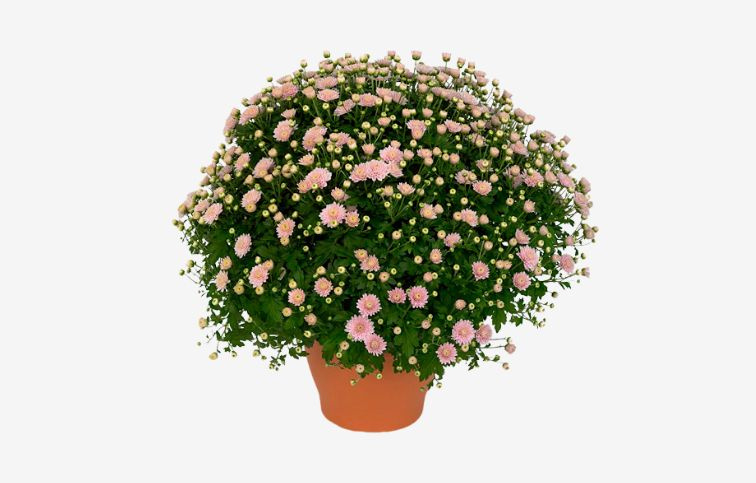 Chryzantéma Jasoda ružová, kont. p19