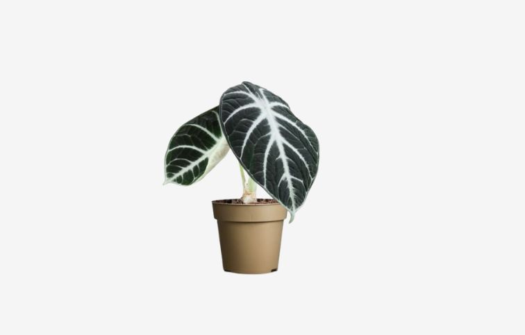 Alokázia Ninja cca 10 cm - Alocasia, kont. p9